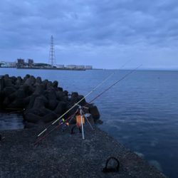 久しぶりの白灯で、キス釣り