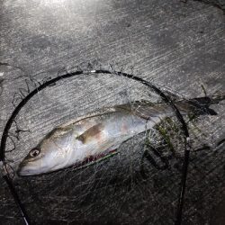 シーバスバチパターン