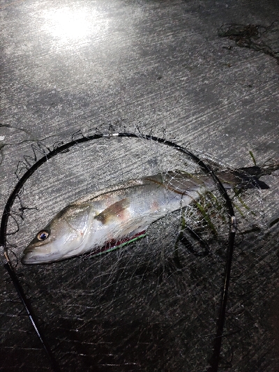 シーバスバチパターン