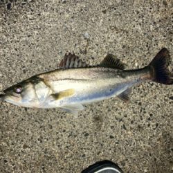 シーバスフィッシング