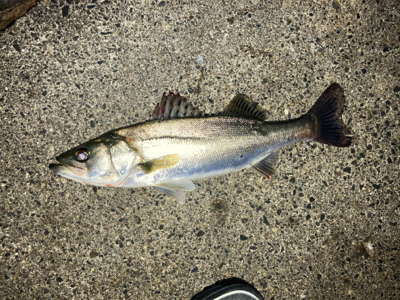 シーバスフィッシング