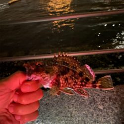 カサゴしか釣れない