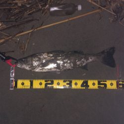 親父たちの釣行 シーバス編