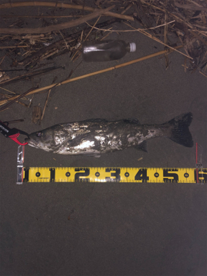 親父たちの釣行　シーバス編