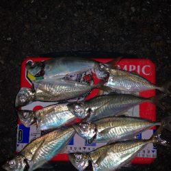 アジング練習 293