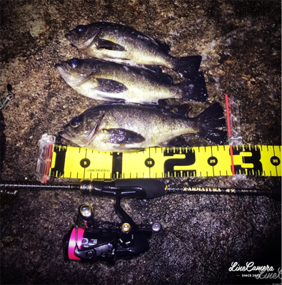 爆風メバリング