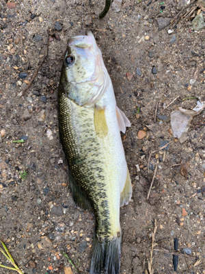 母の日釣行で1匹！