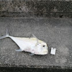 この大きさの馬面久しぶりに見た(笑)