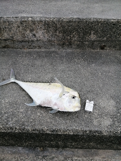 この大きさの馬面久しぶりに見た(笑)