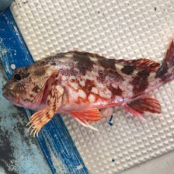 スーパーライトジギング