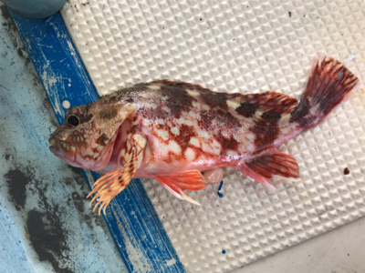 スーパーライトジギング