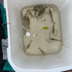 荒川　テナガエビ