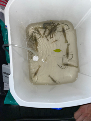 荒川　テナガエビ