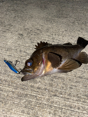 久しぶりのメバリング！