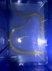 ちょっと早めのウサギ釣り