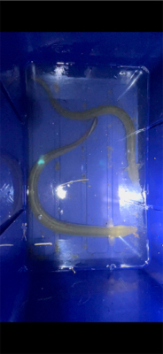 ちょっと早めのウサギ釣り