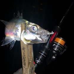 アジング練習 294