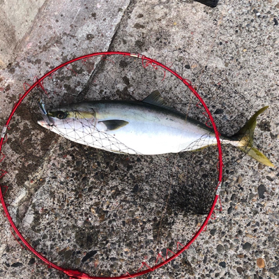 鰤カスタム炸裂！