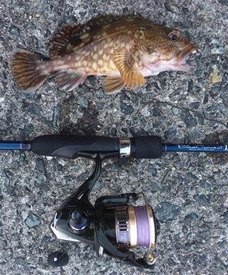 サンセット釣行❗࿠…