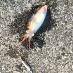 ボラの泳がせでアオリイカ！