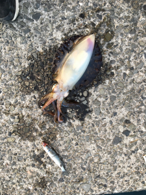 ボラの泳がせでアオリイカ！