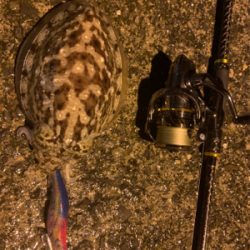 コウイカの釣果が上がり始めました