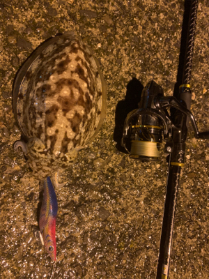 コウイカの釣果が上がり始めました