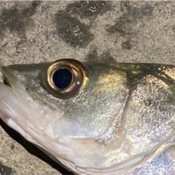 シーバスフィッシング