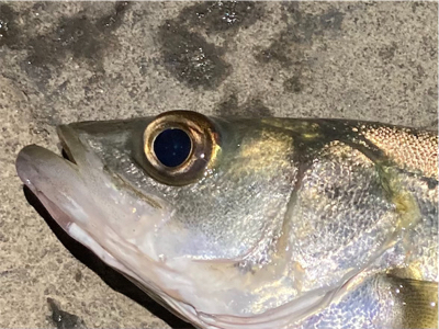 シーバスフィッシング