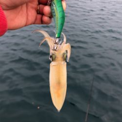イカ釣り