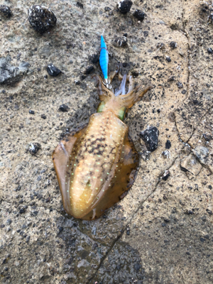 春イカシーズン到来