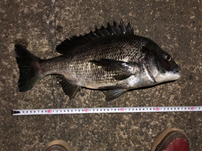 チヌ、キビレ、ハネ、ソイ