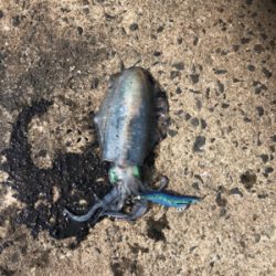 連日のエギング