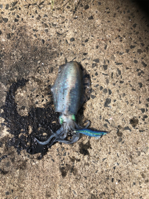 連日のエギング