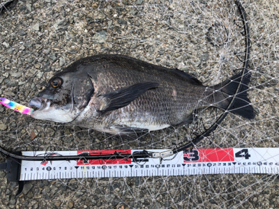 狙いとは違った珍客