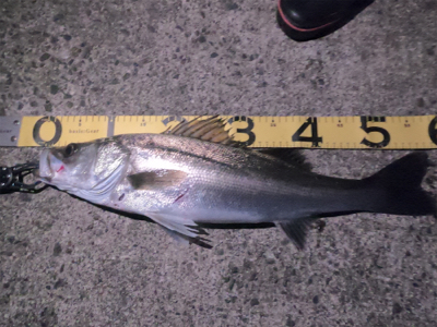 九頭竜川河口でシーバス連発