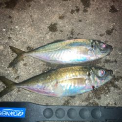 アジ居りました