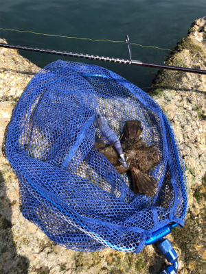 エギングでまさかの…