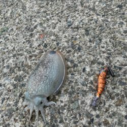 コウイカ釣り