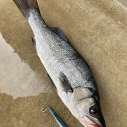 薄いサラシからヒラスズキ