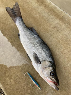 薄いサラシからヒラスズキ