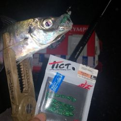 アジング練習 295