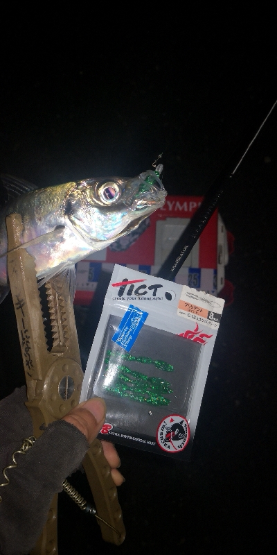 アジング練習 295