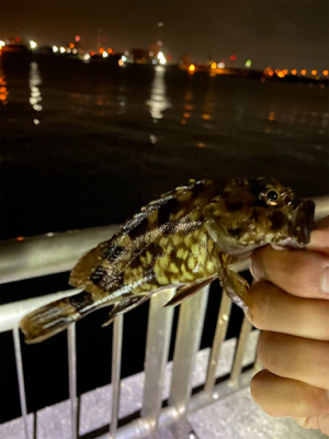 根がかり、虫、のちカサゴ！