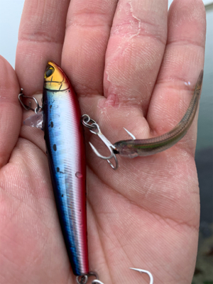 まさかのシーバス