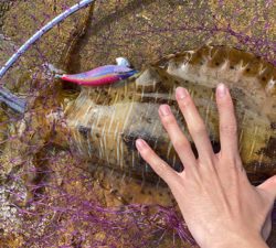 こんな所でアオリイカ!?