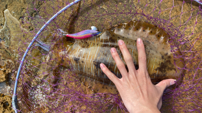 こんな所でアオリイカ！？