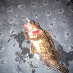 メバリング不発