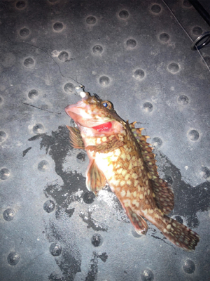 メバリング不発