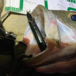 今年初のまともなシーバス